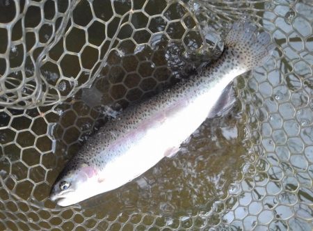 大安トラウトレイク 釣果